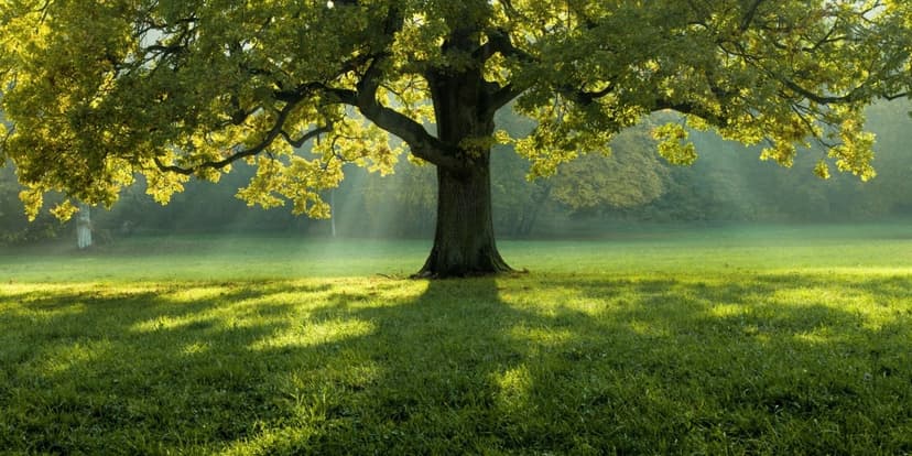 Liniștire și detașare - Exercițiu de mindfulness
